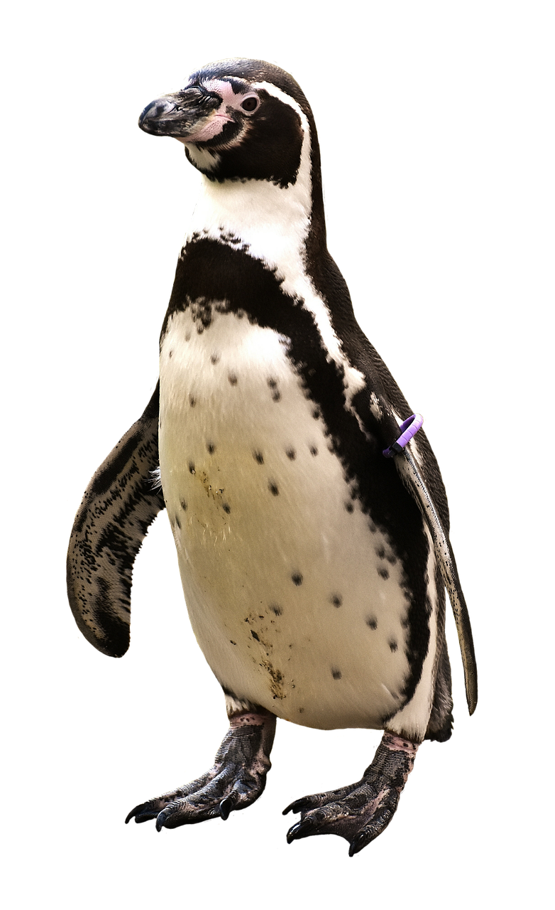 Pinguin